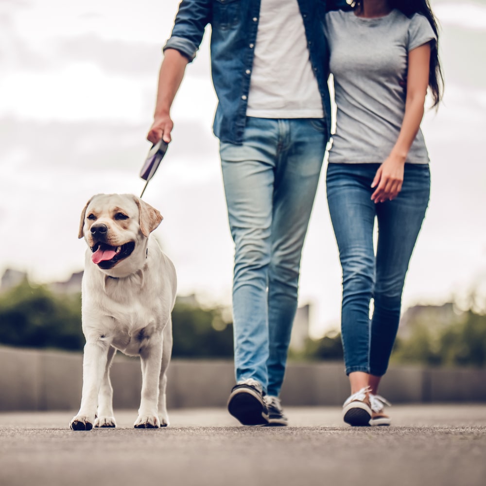 Couple walking their dog